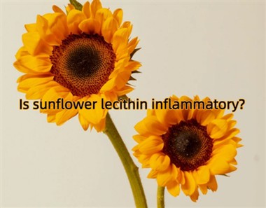 La lécithine de tournesol est-elle inflammatoire ?