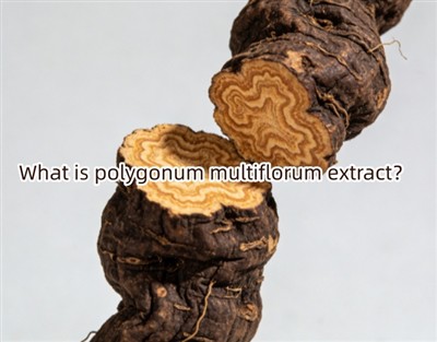 Qu'est-ce que l'extrait de polygonum multiflorum ?