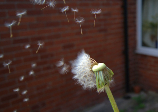 Dandelion Extract Dandelion Extract